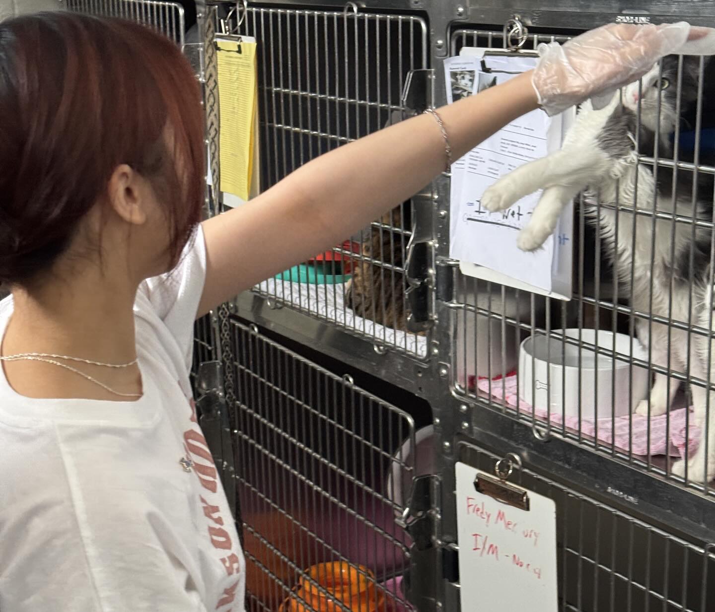 Volunteering at animal shelter